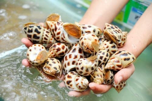 Nuôi ốc hương đem lại siêu lợi nhuận