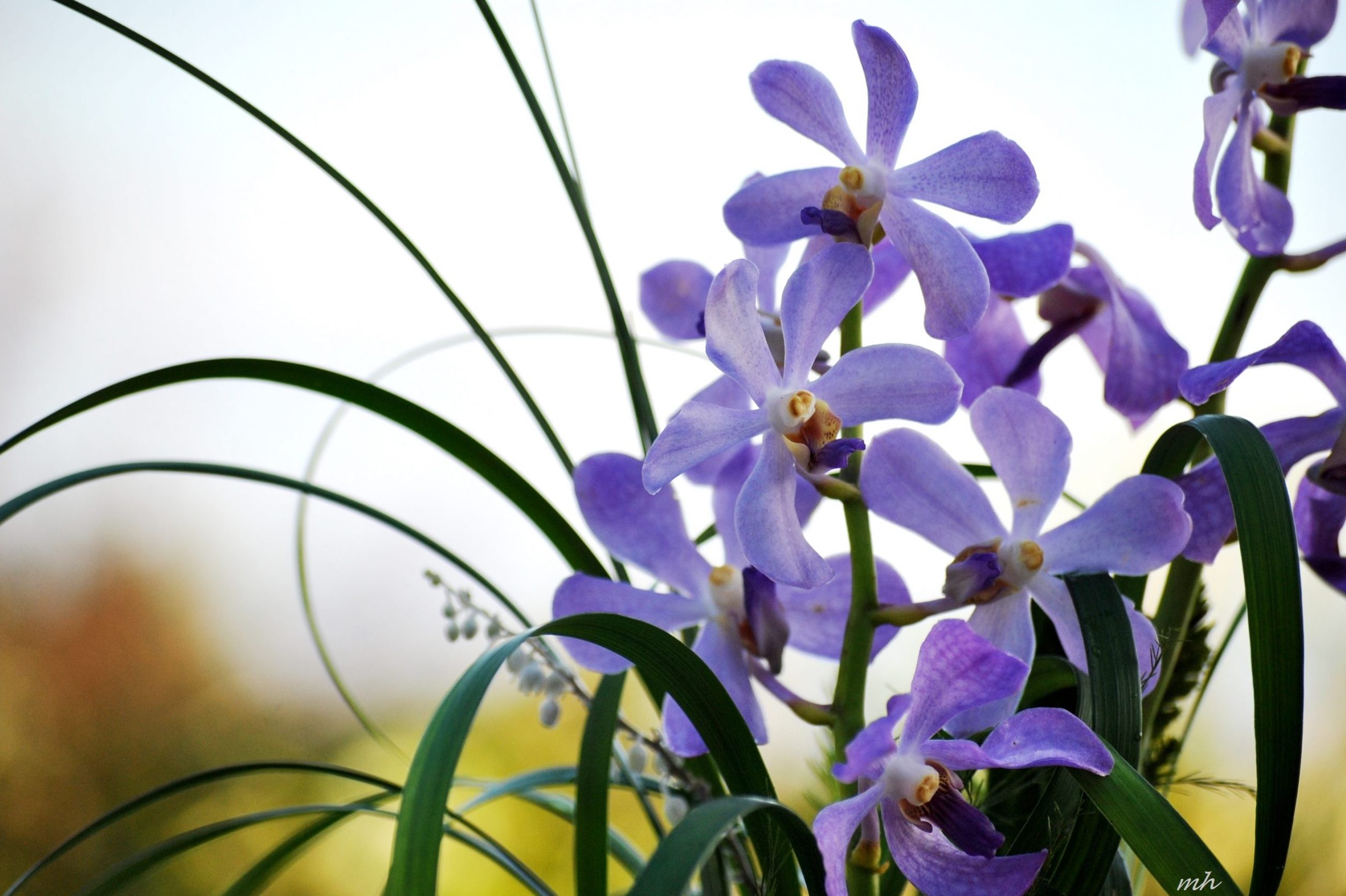 ní kíp trồng lan mokara