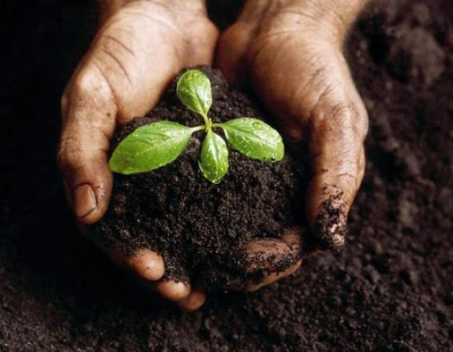 Tại sao phải làm phân hữu cơ tại nhà