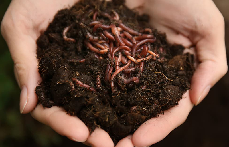 Cách ủ thức ăn cho trùn quế