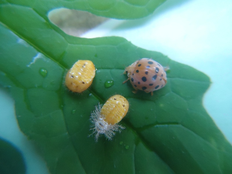 sâu hại bám trên mướp