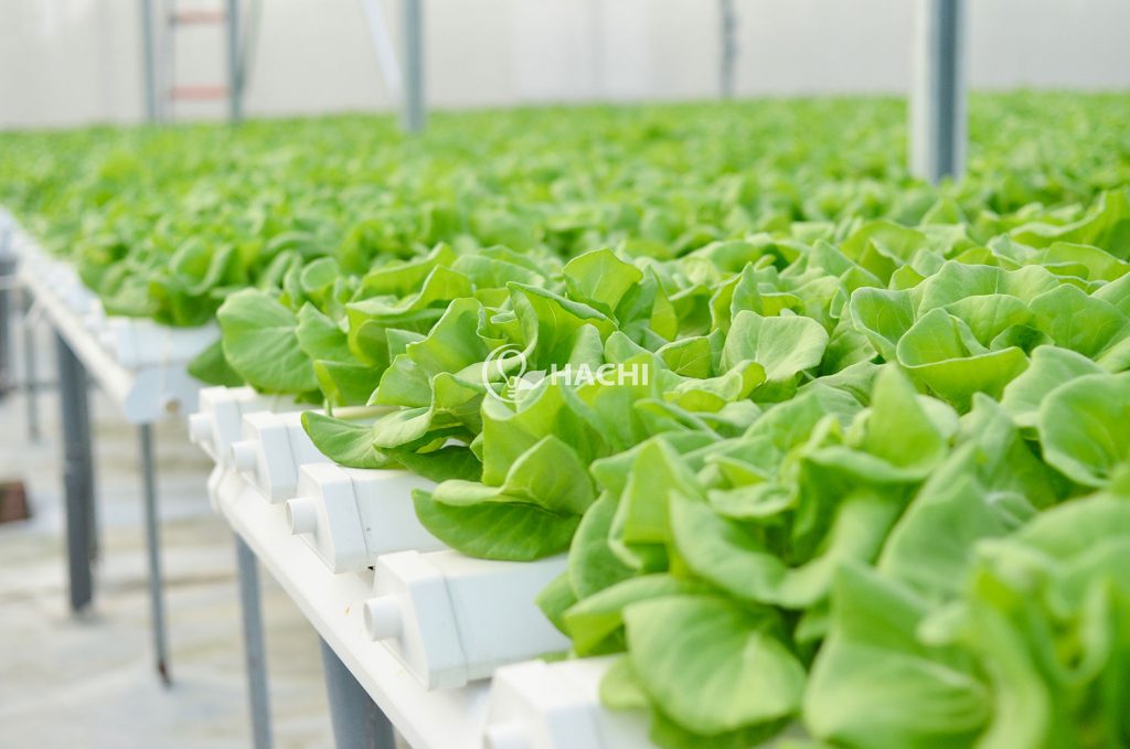 Trồng rau gì vào mùa mưa