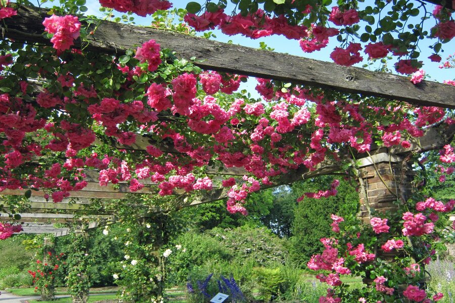 Trồng hoa hồng leo