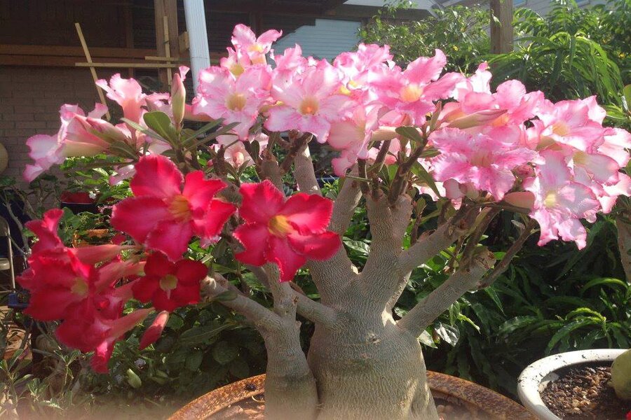 Cách làm cây sứ ra hoa