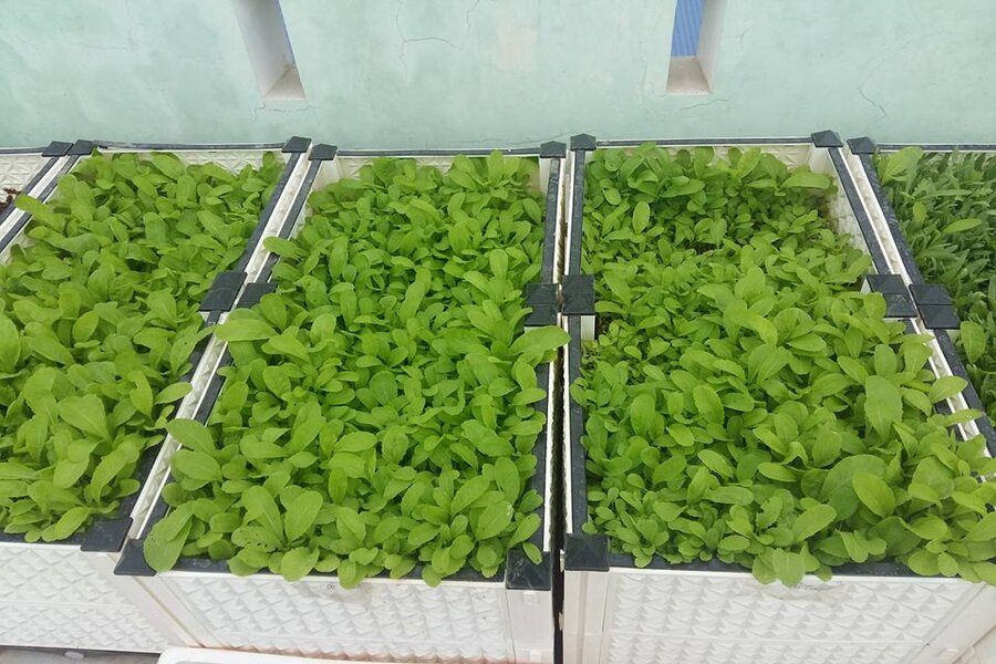 Trồng rau trong thùng xốp