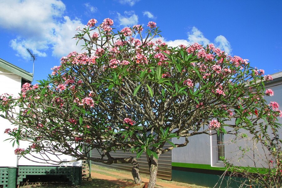 Trồng sứ dễ dàng cùng Agri