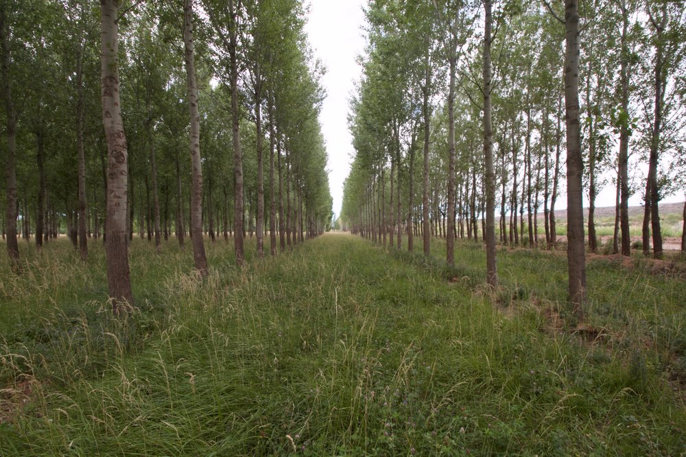 chăn nuôi dưới tán rừng hiệu quả