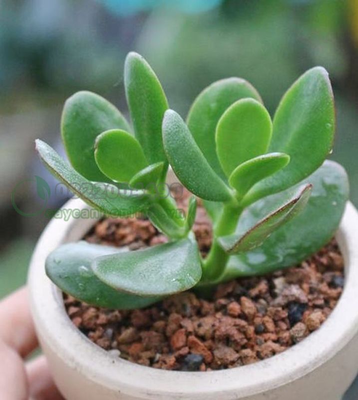 trồng cây gì ít chăm sóc trong nhà