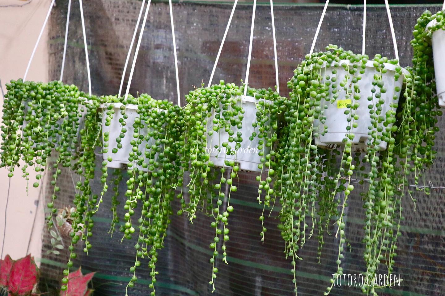 trồng cây gì ít chăm sóc cho người bận rộn