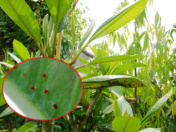 Bệnh trên cây hoa hồng leo