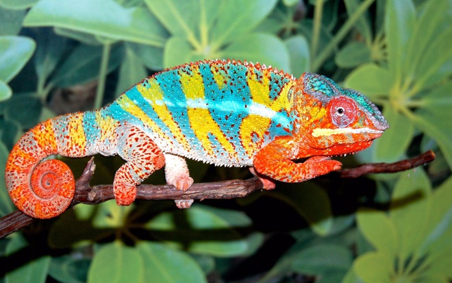 kỹ thuẬt nuôi tắc kè