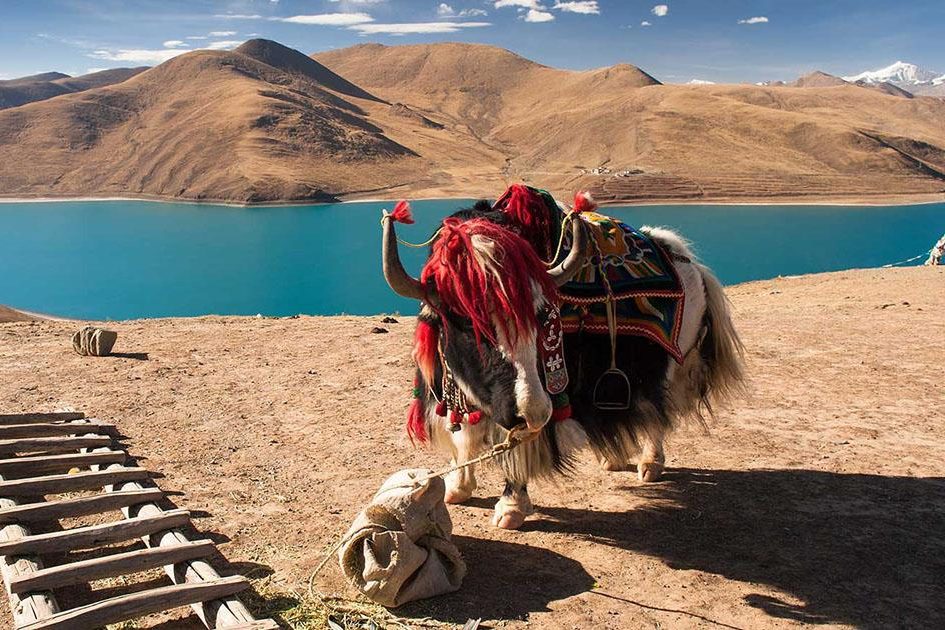 nuôi bò yak ở tây tạng