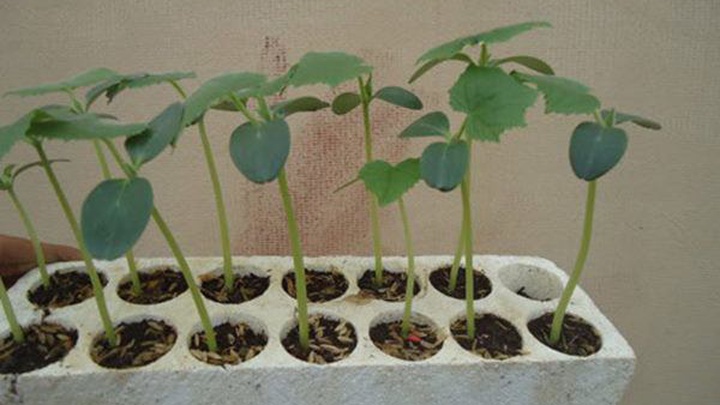 Thùng xốp trồng mướp