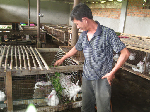 Thức ăn cho thỏ