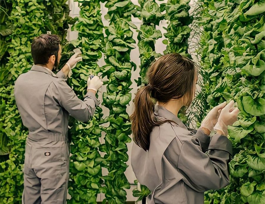 trang trại rau sạch thẳng đứng