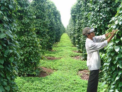 người nông dân cải tạo đất bạc màu bằng cách trồng cây