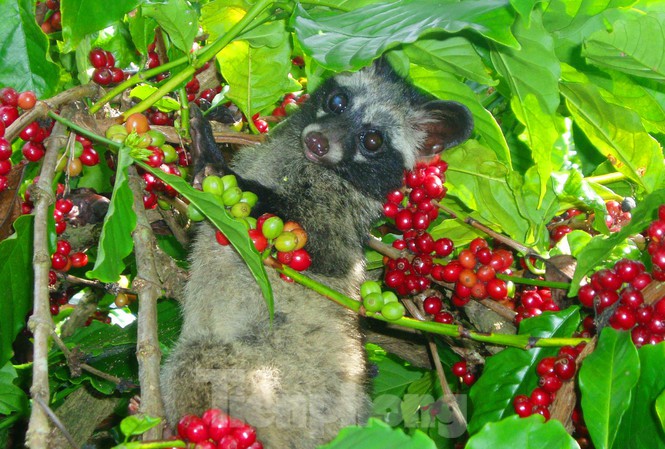 trái cây cho chồn hương