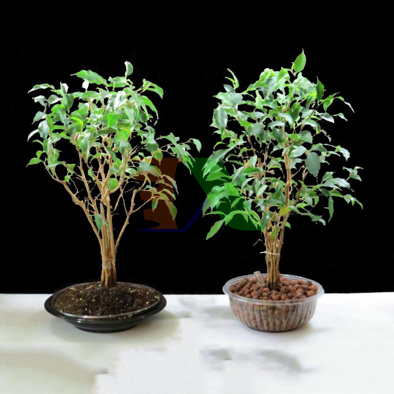 trồng cây bằng sỏi