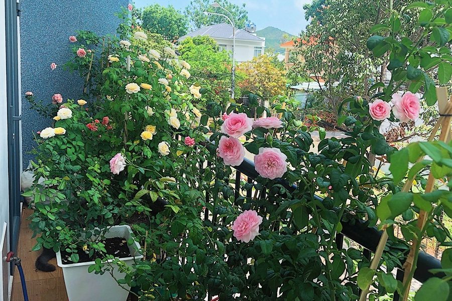 trồng hoa hồng trong chậu