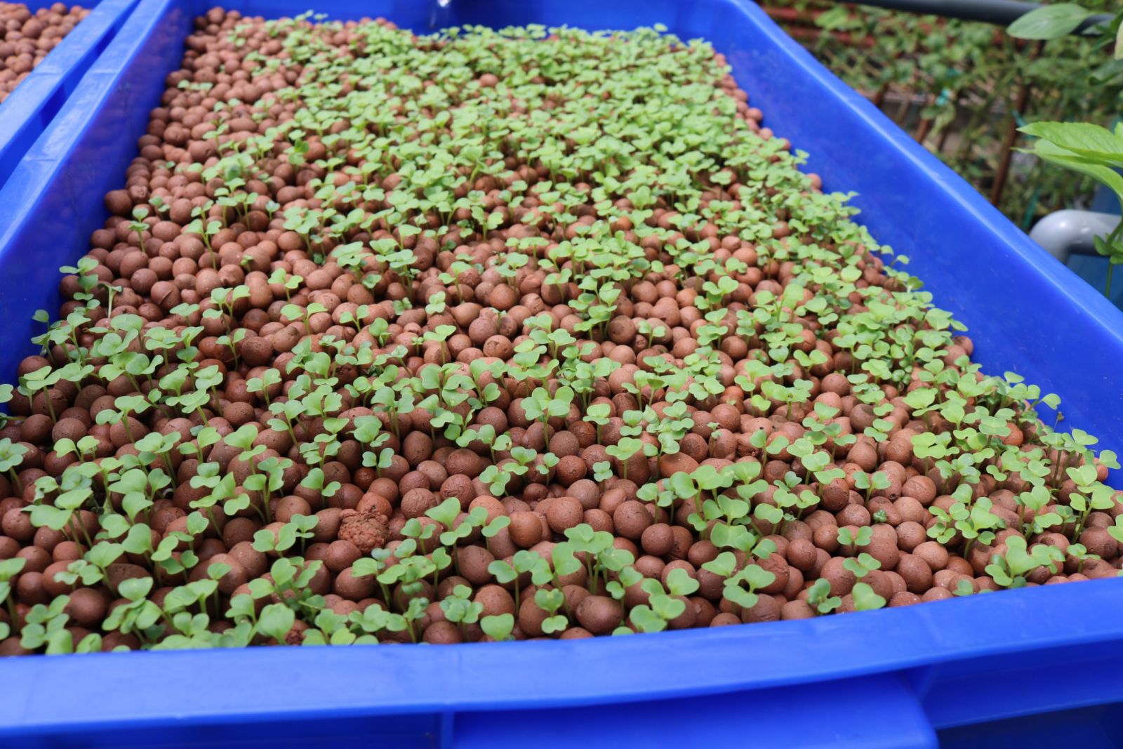 Trồng rau trên sỏi nhẹ