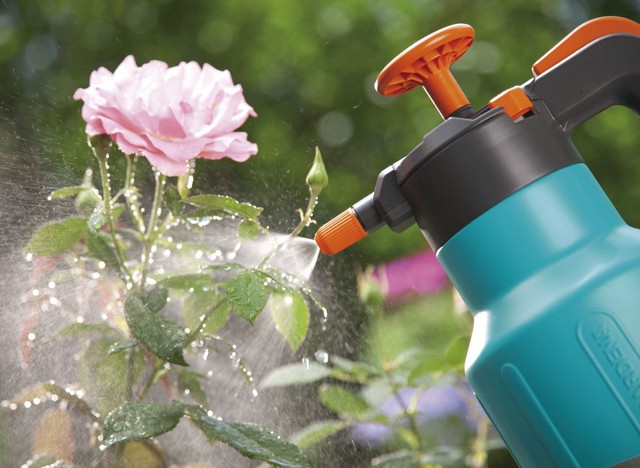 Tưới nước cho hoa hồng bằng vòi hay bình xịt dạng phun sương là hiệu quả nhất