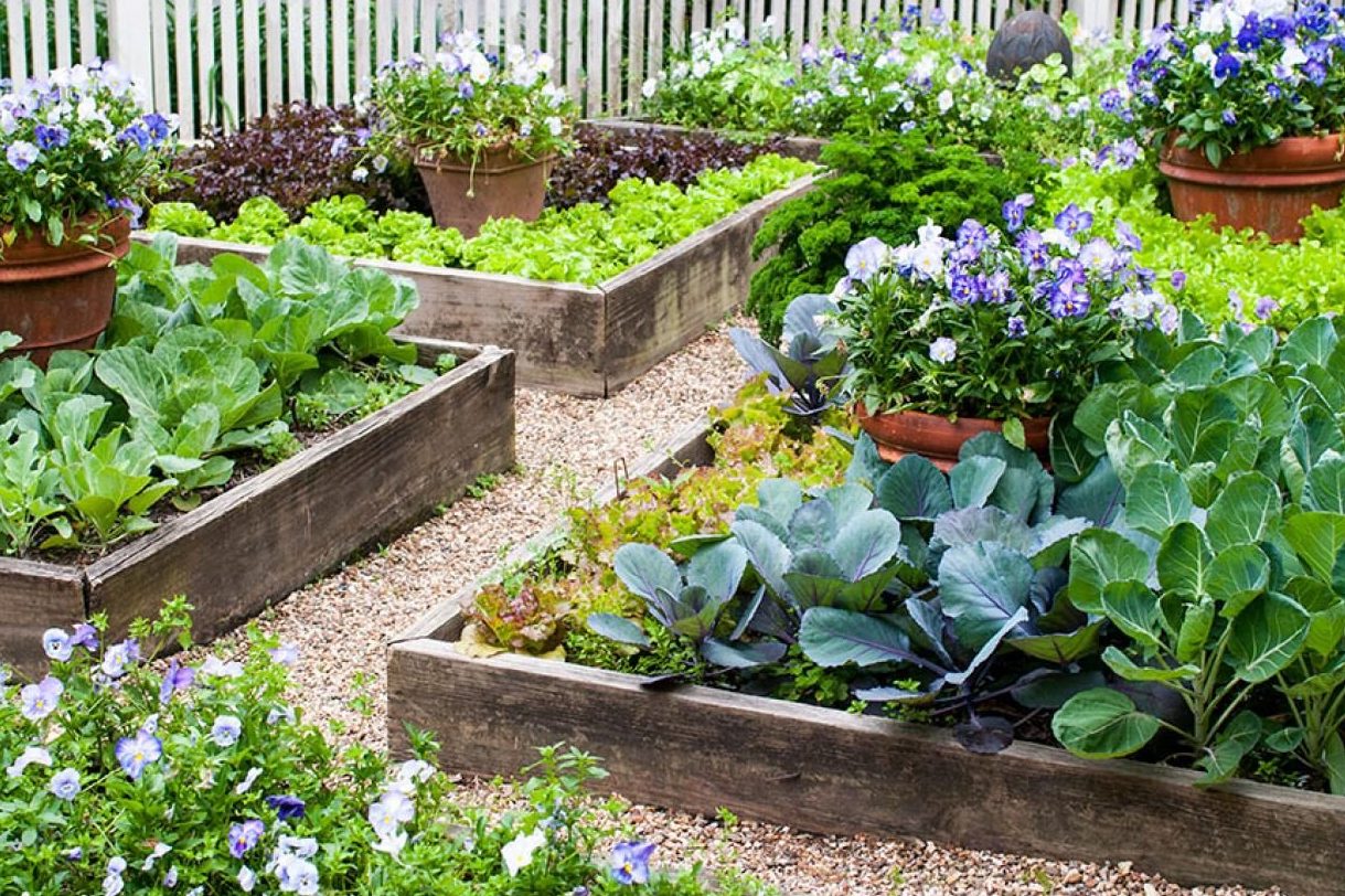 Các loại rau trồng mùa hè là gì