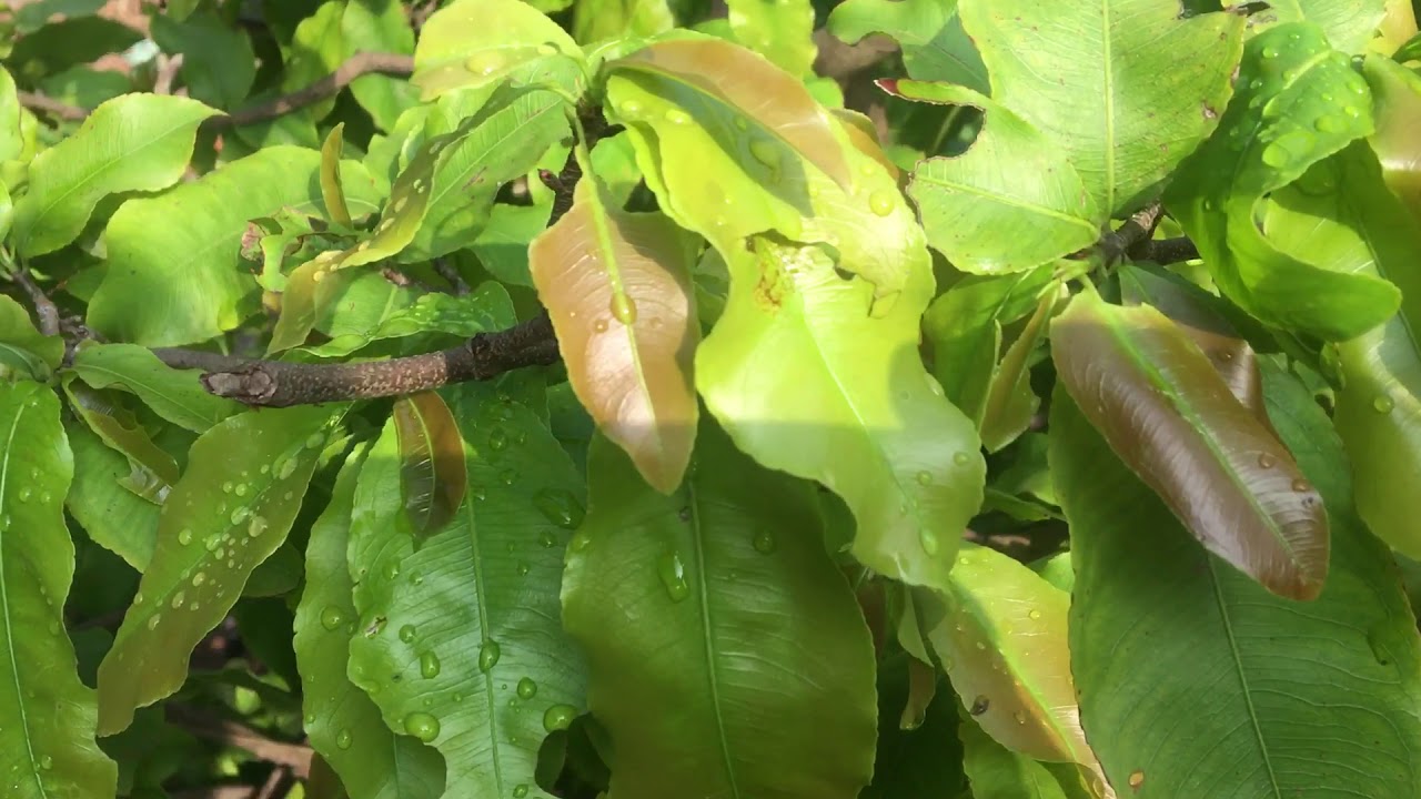 Cây mai vàng bị yếu 