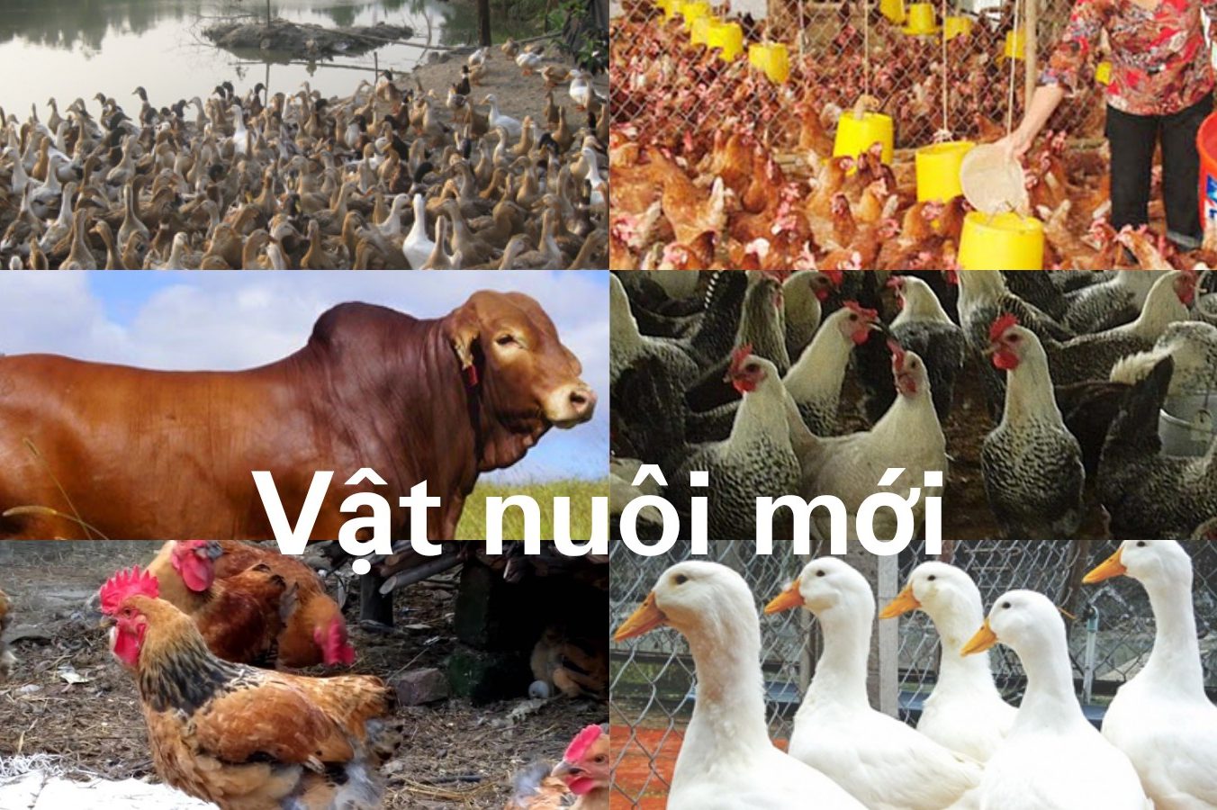 Vật nuôi mới kinh tế cao