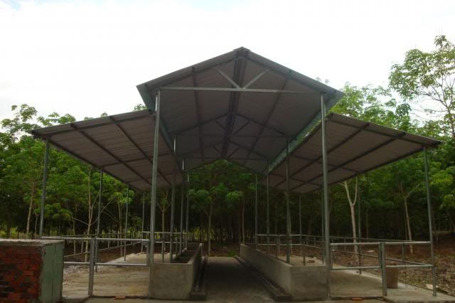 vị trí chuồng nuôi bò thịt