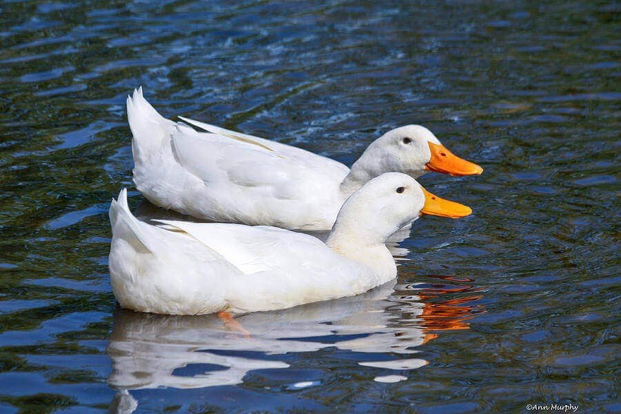 Nuôi vịt bầu biển