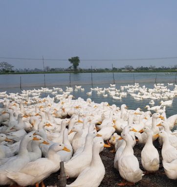 Vịt biển 15 Đại Xuyên là vật nuôi mới được lai tạo giống khắt khe