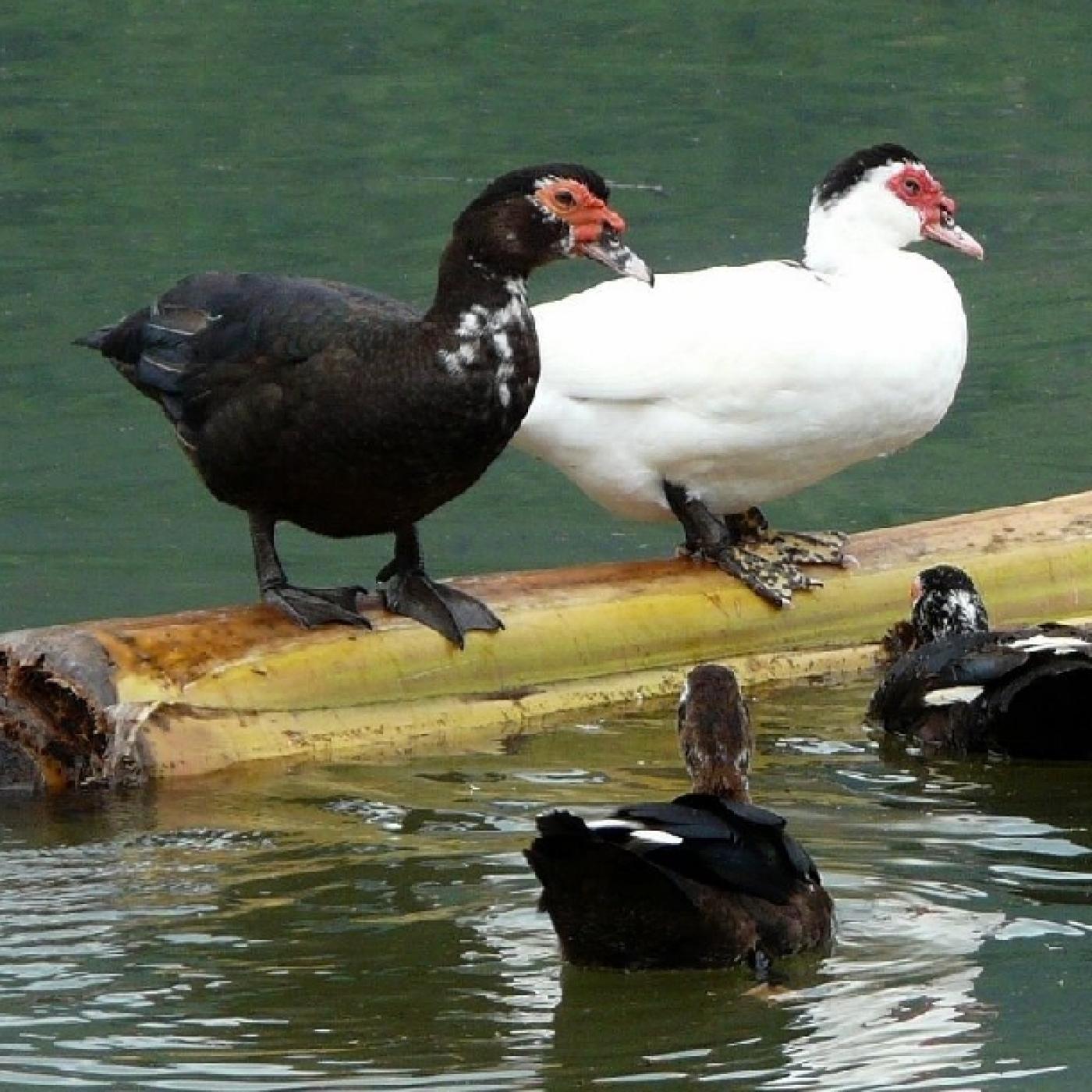 Kỹ thuật nuôi vịt xiêm