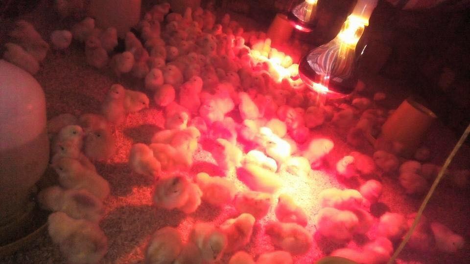 Úm vịt bằng đèn sưởi hồng ngoại