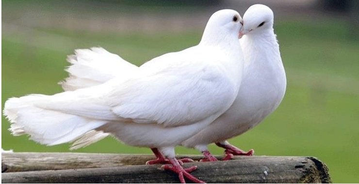 nuôi bồ câu pháp kiếm tiền tỉ