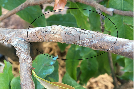 Các loại bệnh trên cây mai vàng trong đó có bệnh đốm hồng