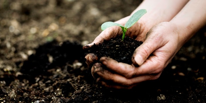 Hướng dẫn ủ trấu hoai mục tại nhà