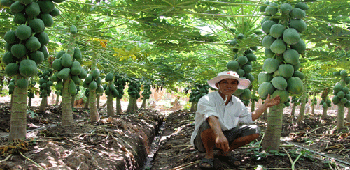 Cách chăm sóc cây đu đủ: Bón phân cho cây