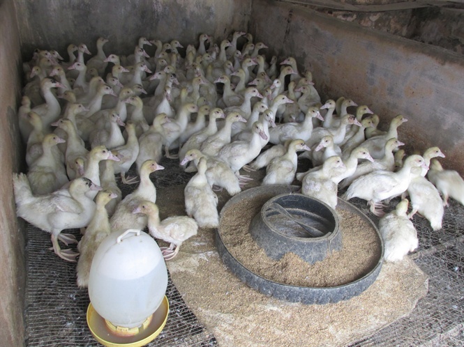 Đảm bảo thức ăn cho vịt xiêm Pháp