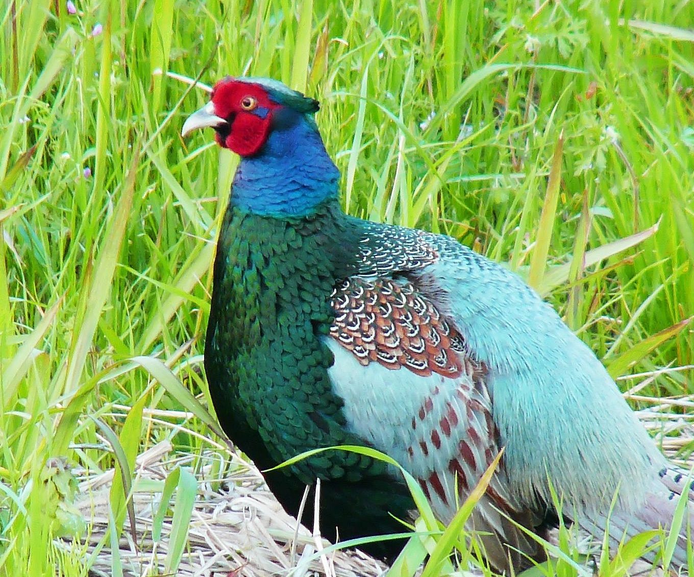 Chim trĩ xanh thuần chủng