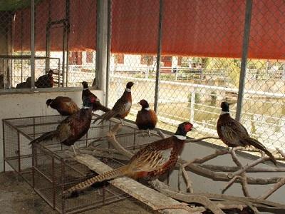 Chuồng trại cho chim trĩ