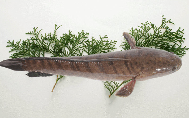 Nuôi cá lóc giống