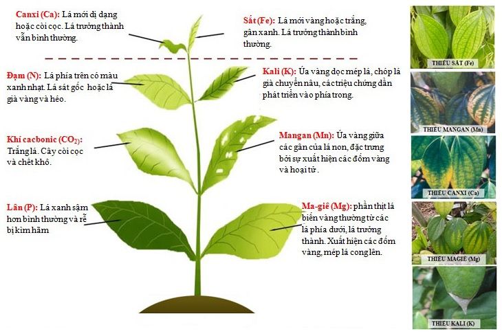 Các loại bệnh do cây hoa hồng leo bị thiếu chất