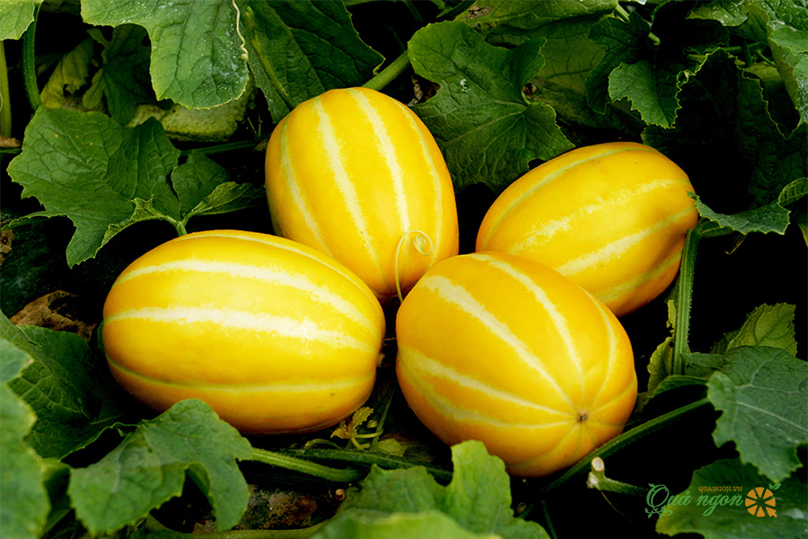 cách trồng dưa gang