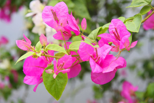 Cách trồng hoa giấy bằng cành