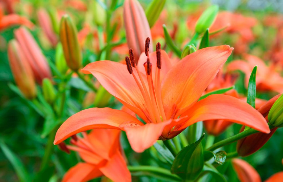 Cách trồng hoa ly từ củ