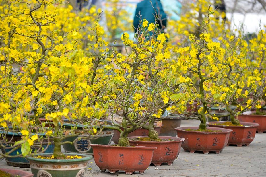 Cây mai vàng ngày Tết