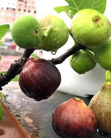 Cách trồng Cây sung mỹ hái ra tiền