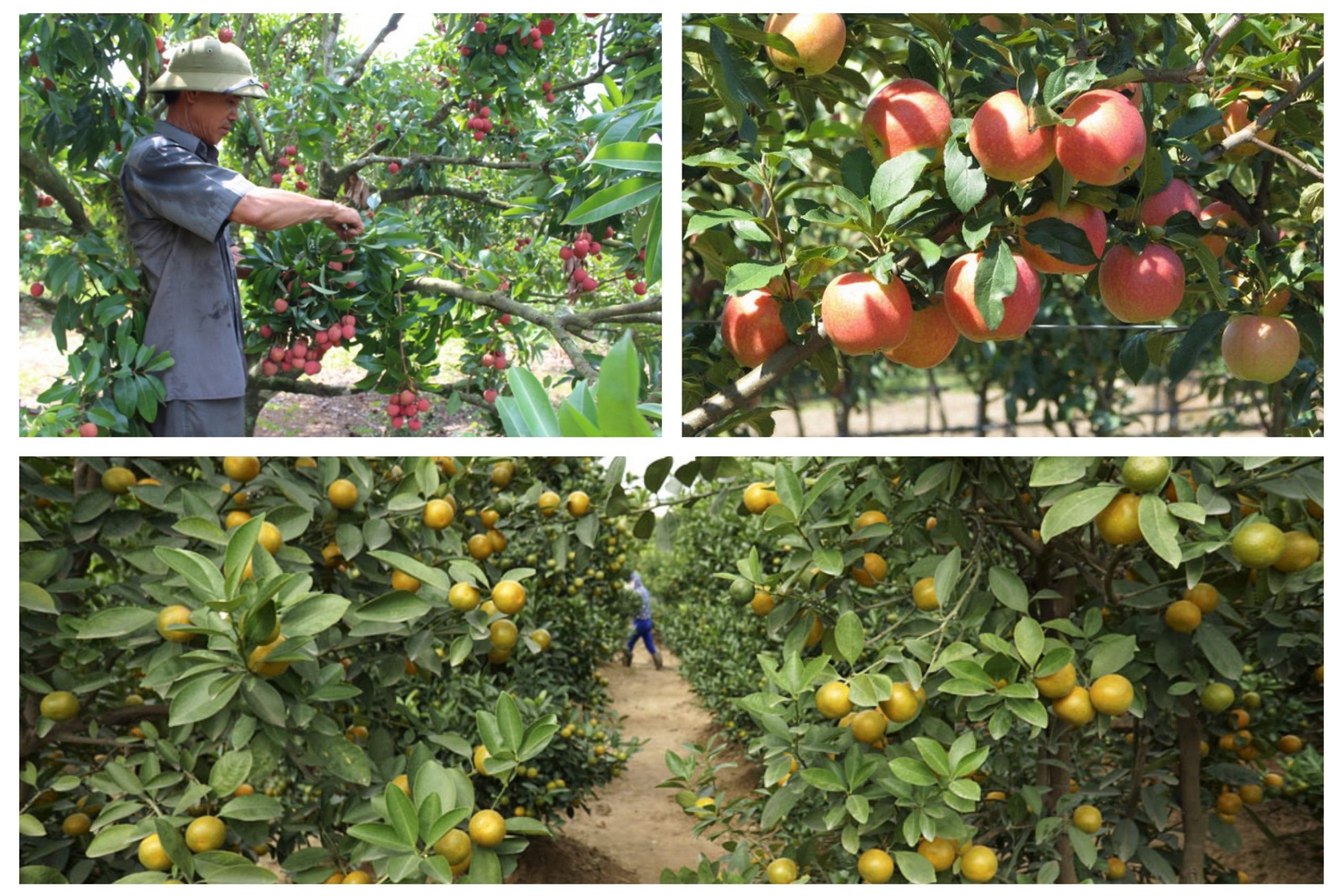 Cây ăn quả miền Bắc