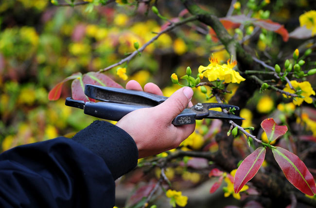 Kỹ thuật cắt tỉa mai vàng