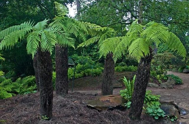 Dớn trồng lan nhập khẩu New zealand